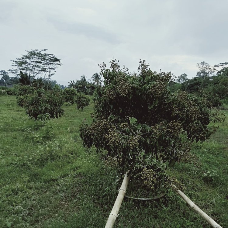 Kebun Buah Kebonalas Klaten, Liburan Asyik dengan Sensasi Petik Buah Langsung