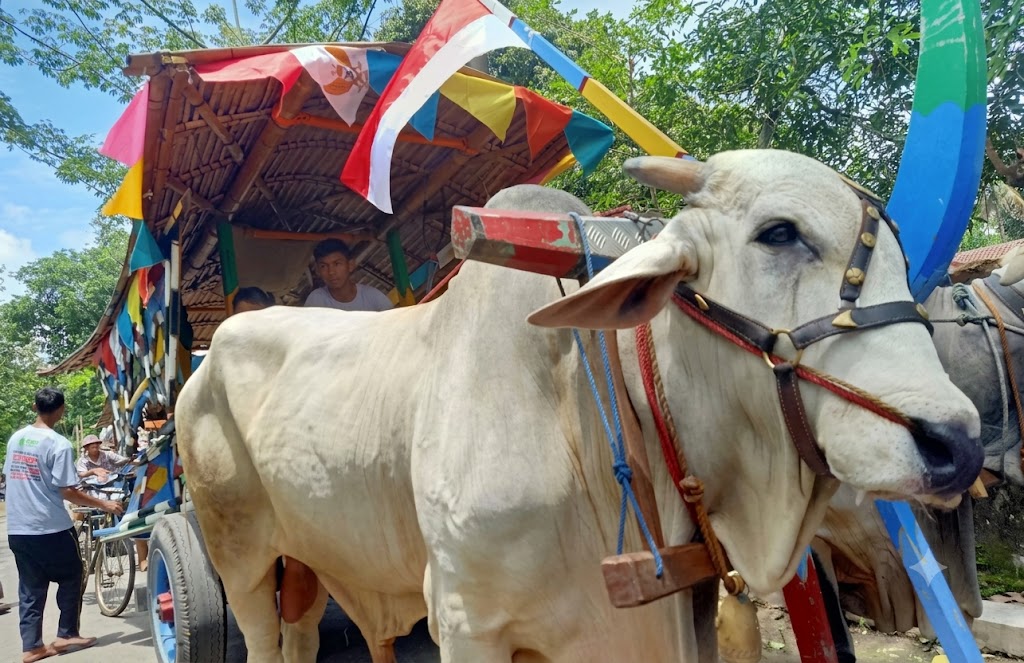 Desa Wisata Tibayan Jatinom Klaten, Harmoni Gerobak Sapi Tradisional dan Kuliner Kekinian
