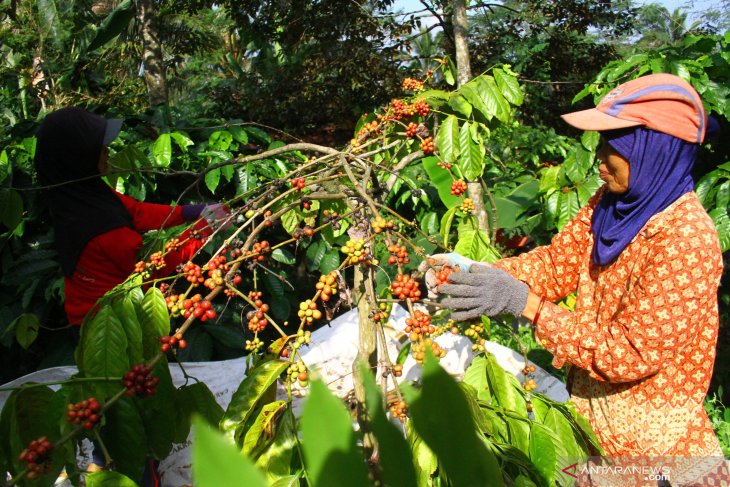 Desa Wisata Tegalmulyo - Paket Edukasi Kopi